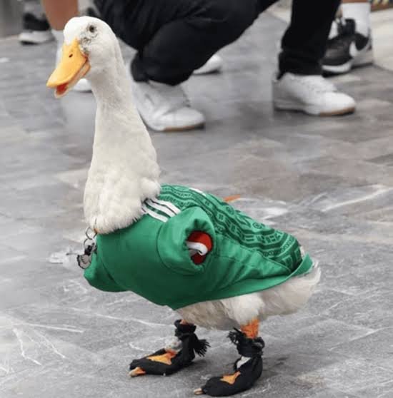 🦆🇲🇽¿Ya conoces al pato más famoso de México?