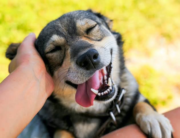 🐕 Hoy es el día del mejor amigo del ser humano