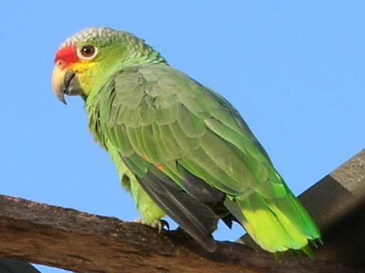 🦜 El perico argentino ya es parte del paisaje urbano queretano 🚨. Su historia nos recuerda que cada decisión humana transforma la naturaleza 💚