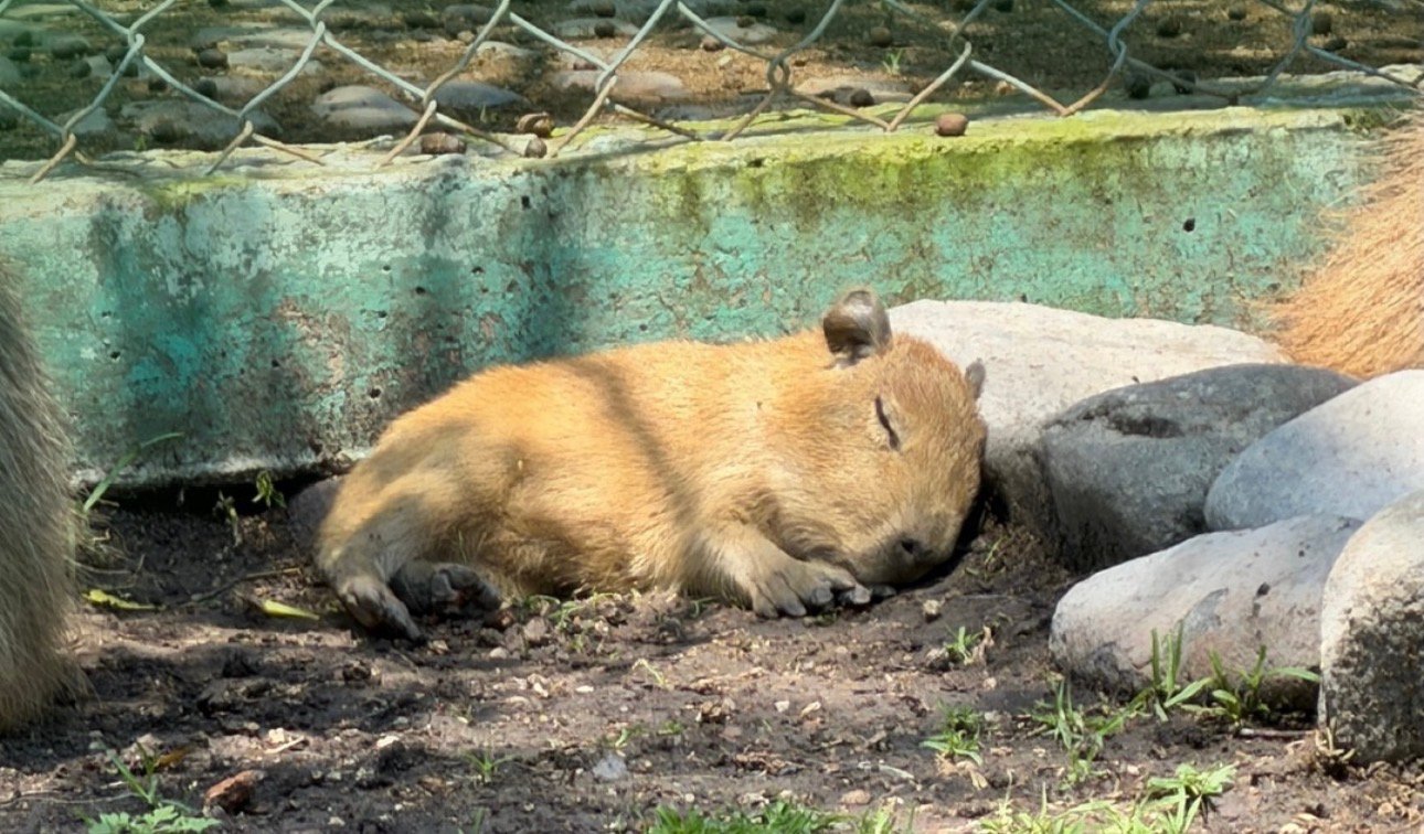 ¡Conoce el Capibara de Querétaro! 🐻🌱 Fuimos al nuevo Wamerú Reserva Ecológica para pasar un rato con el bebé
