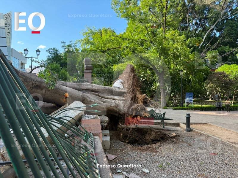 📲Resumen del lunes 17 de agosto de 2026 de Expreso Querétaro.🌳El árbol que se cayó en la Alameda fue por el debilitamiento de sus raíces: PC.🪖Cambios en la 17a Zona Militar, llega el Gral. Brigadier Aldo Raúl Gómez Quintero.💻Se acaba el home office.