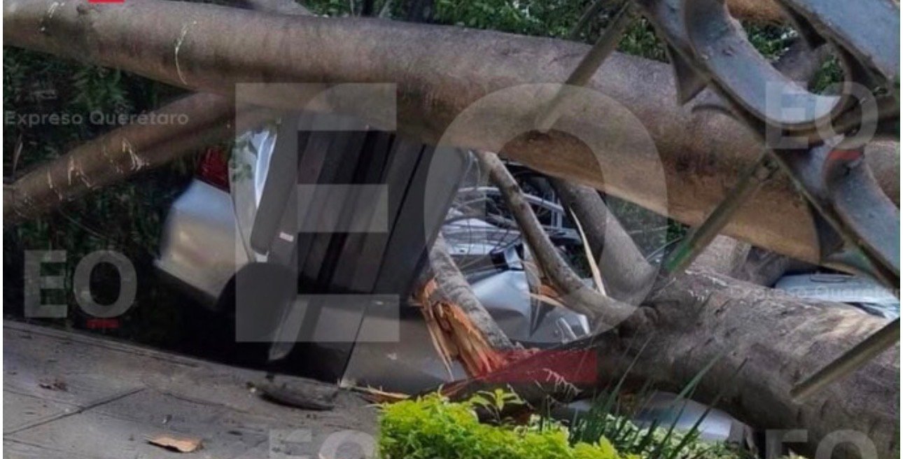 🚨🌳 Esto es lo que se sabe de la caída del árbol en la Alameda Hidalgo