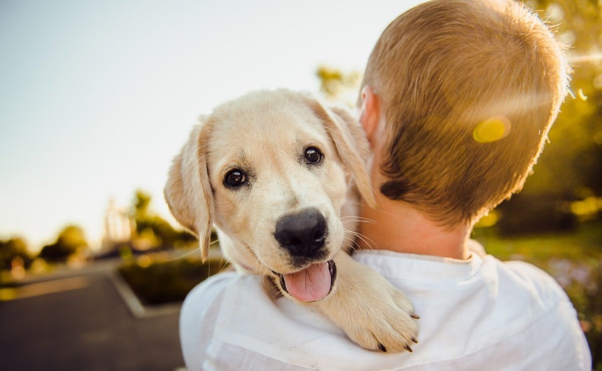 ¿Las mascotas son parte de la familia o siguen siendo un bien legal? 🐾 El debate ya llegó al Congreso de Querétaro.