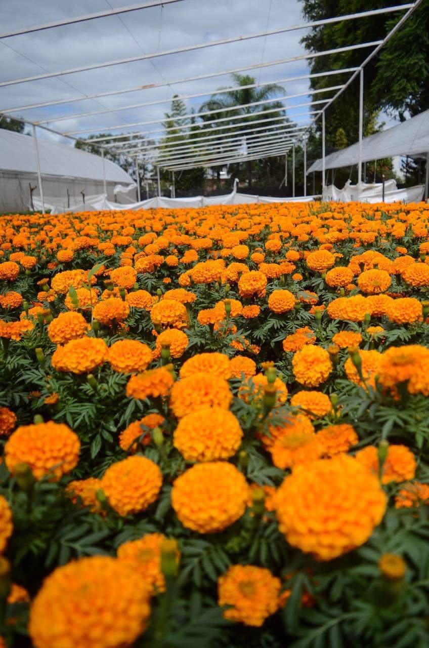 ¿Existe una diferencia entre el Cempasúchil mexicano y el chino cuándo ambos son cosechados con manos locales? 🌼🔍 Esto nos contaron en el vivero municipal de Querétaro
