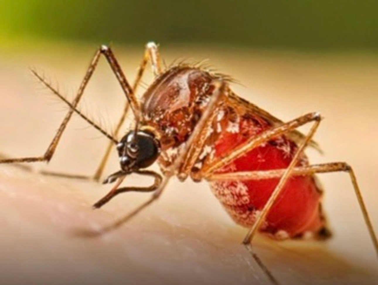 📲Resumen del lunes 12 de octubre de 2026 de Expreso Querétaro. 🦟Reporta SESA un deceso por dengue, continúan brigadas contra el mosquito. 💉Habrá campaña de vacunación contra influenza y COVID 19. ☔️No guarde el paraguas, pronostican lluvias durante la semana.